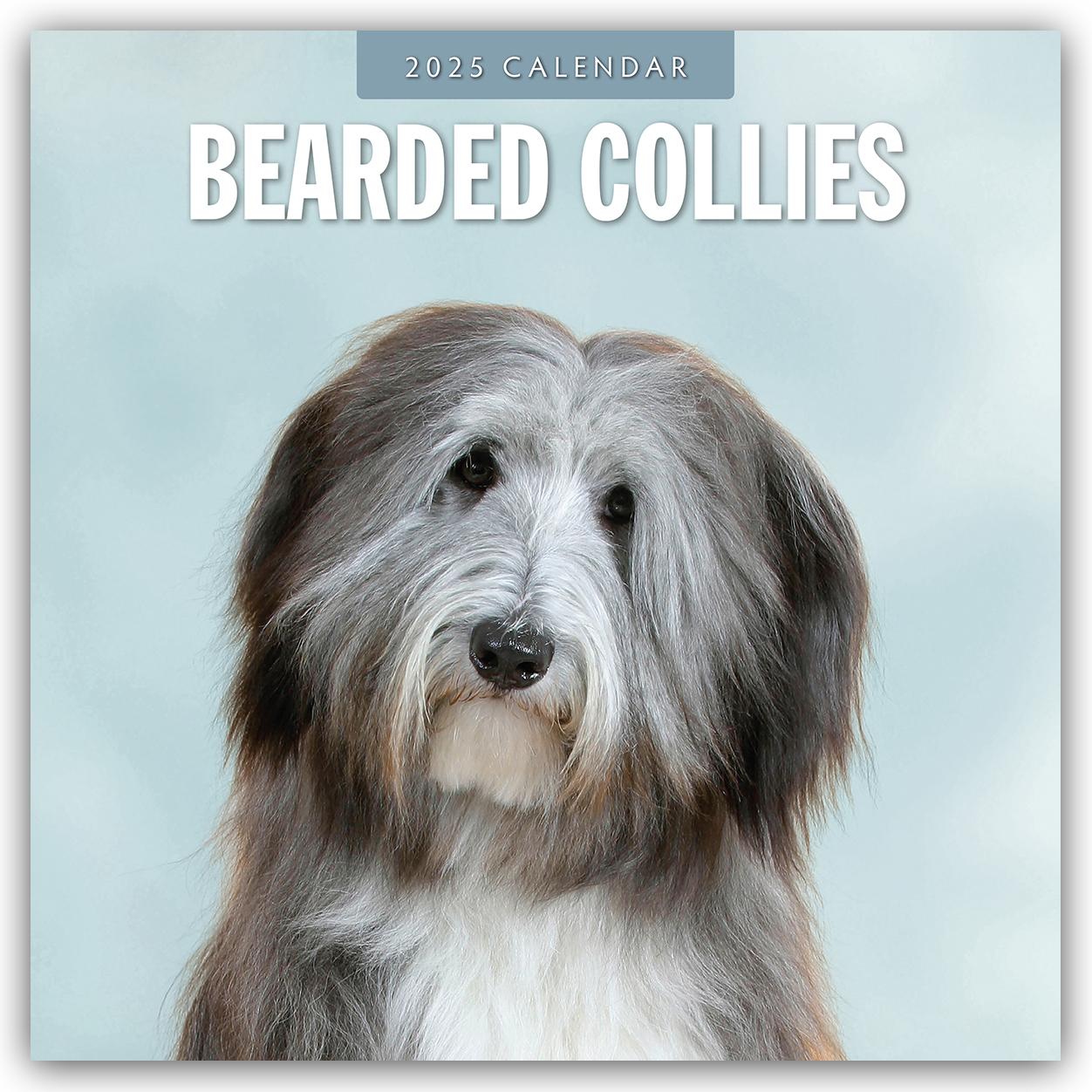 Cover: 9781804424254 | Bearded Collies - Bearded Collie 2025 - 16-Monatskalender | Robin Red