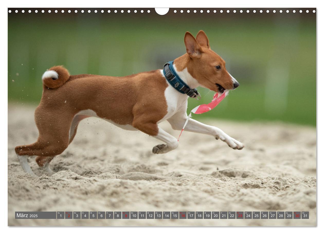 Bild: 9783457195710 | Der Basenji (Wandkalender 2025 DIN A3 quer), CALVENDO Monatskalender