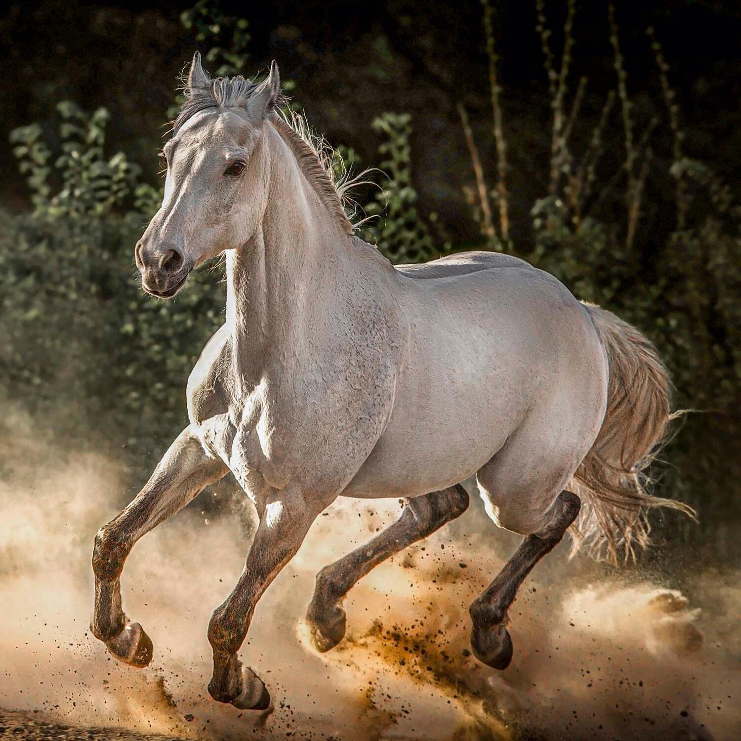 Bild: 9783959294027 | Magic Horses 2025 | Kalender 2025 | Kalender | Wonderful World | 28 S.