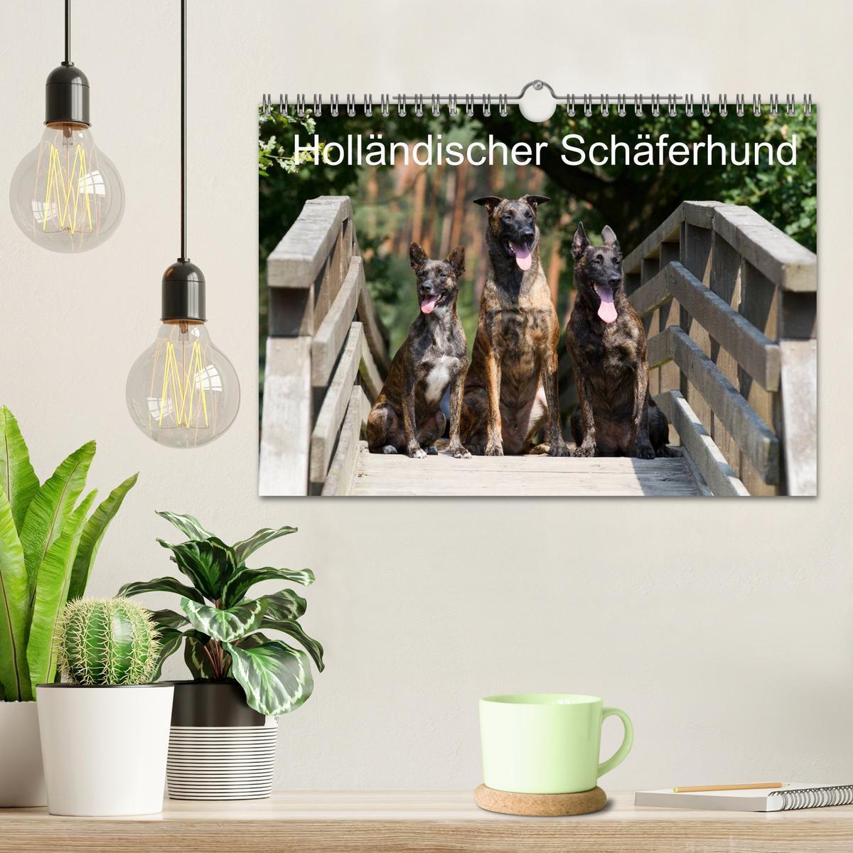 Bild: 9783435687756 | Holländischer Schäferhund (Wandkalender 2025 DIN A4 quer), CALVENDO...