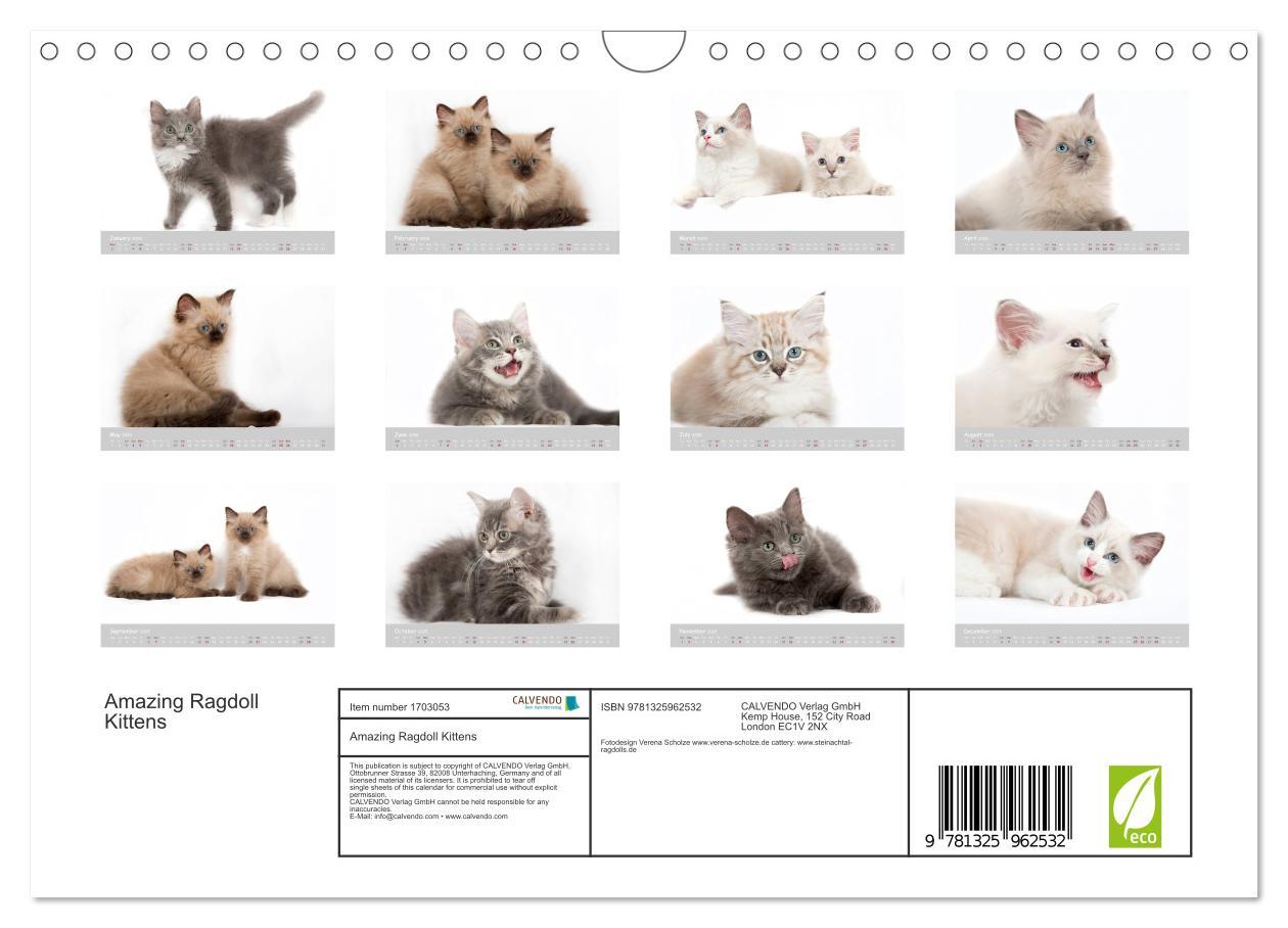 Bild: 9781325962532 | Amazing Ragdoll Kittens (Wall Calendar 2025 DIN A4 landscape),...