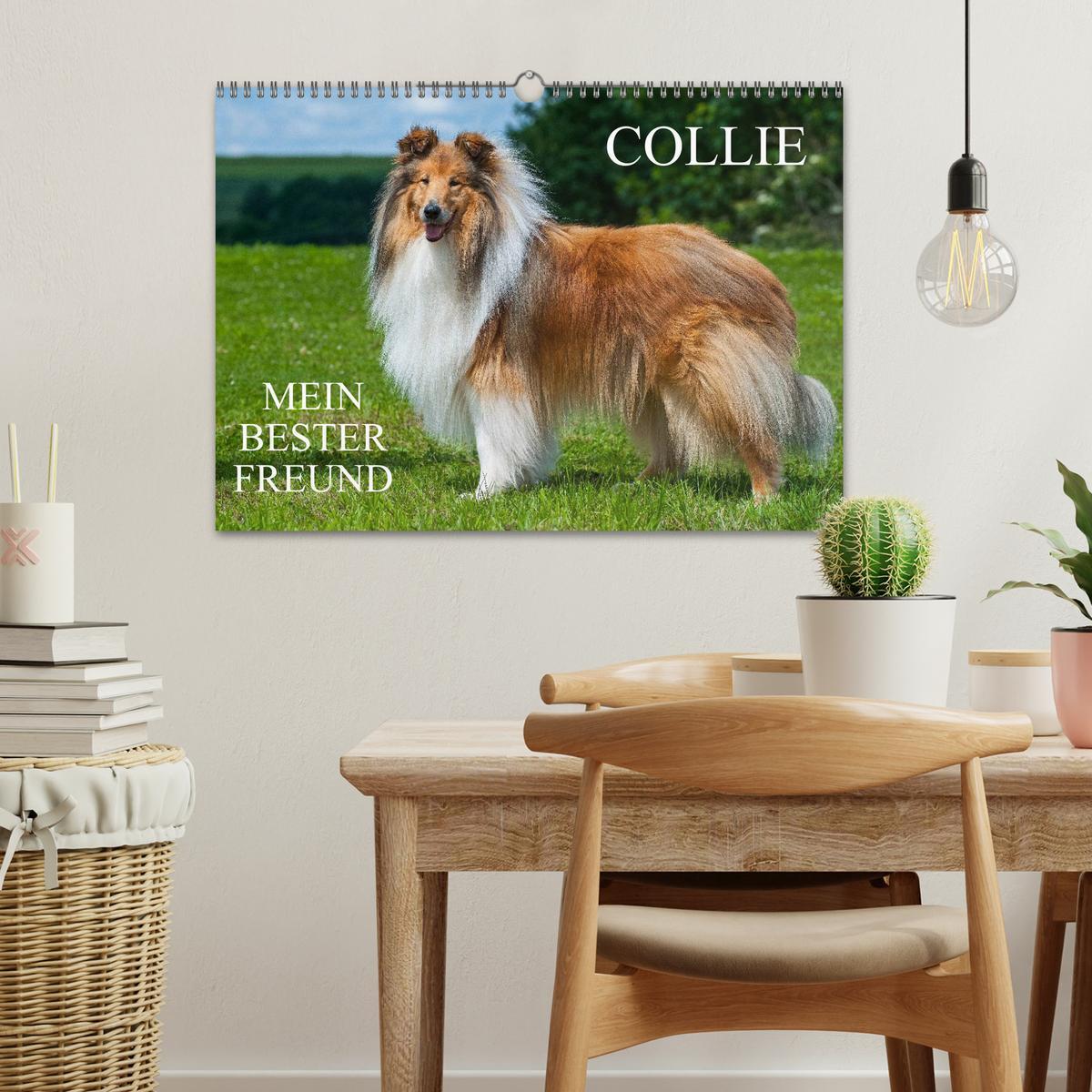 Bild: 9783435568956 | Collie - Mein bester Freund (Wandkalender 2025 DIN A3 quer),...