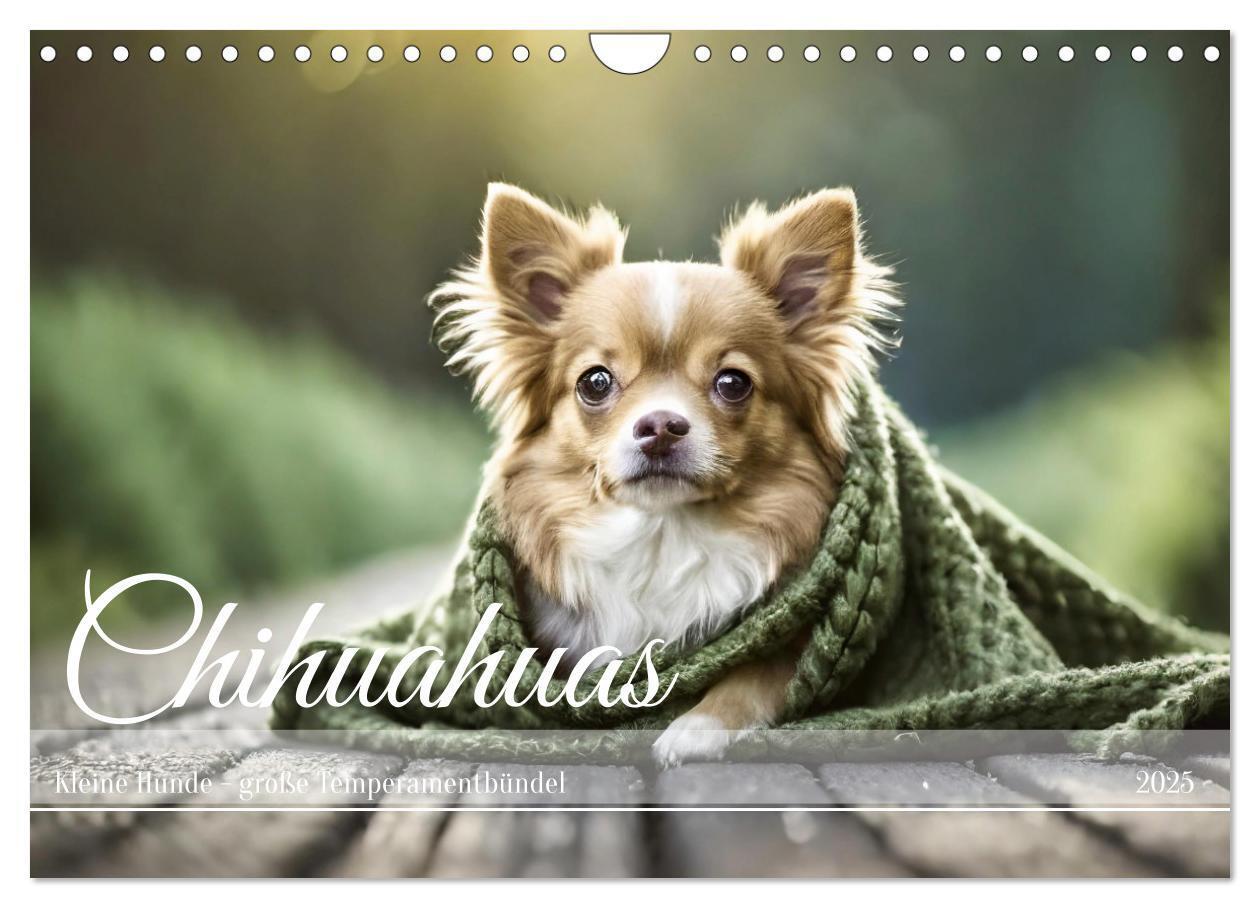 Cover: 9783383811456 | Chihuahuas - Kleine Hunde - große Temperamentbündel (Wandkalender...