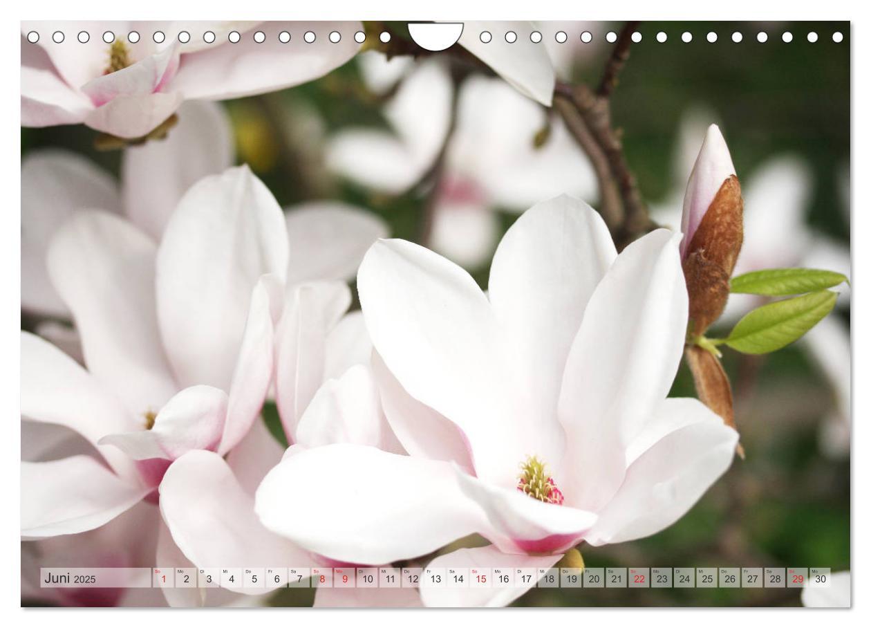 Bild: 9783435240357 | Magnolien Ein Blütenrausch (Wandkalender 2025 DIN A4 quer),...