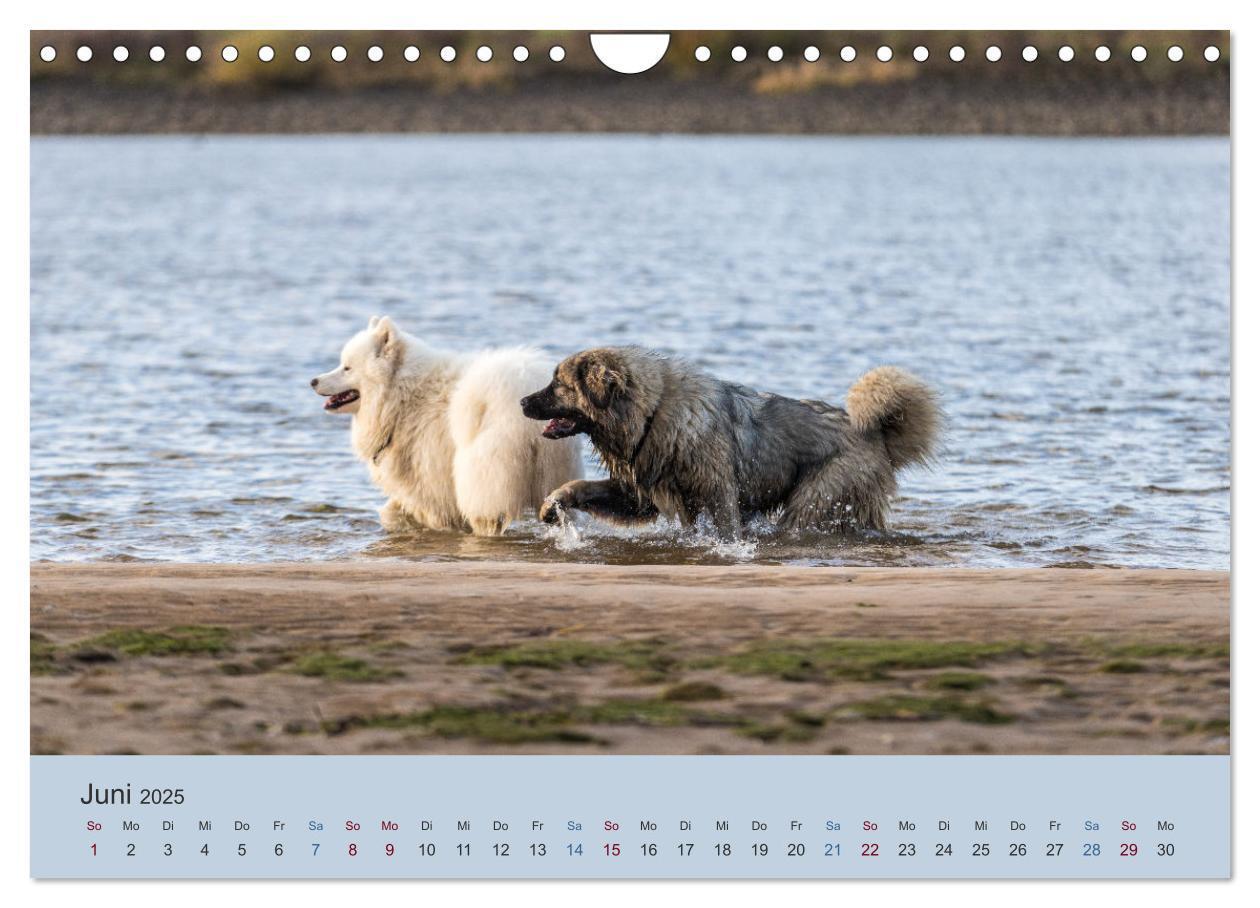 Bild: 9783435046553 | Kaukasischer Owtscharka (Wandkalender 2025 DIN A4 quer), CALVENDO...