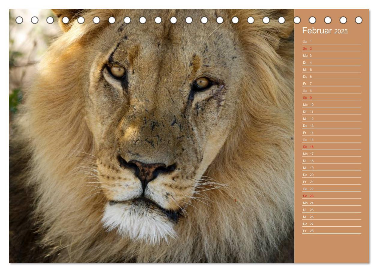 Bild: 9783435669837 | Afrika - Faszinierende Tierwelt (Tischkalender 2025 DIN A5 quer),...