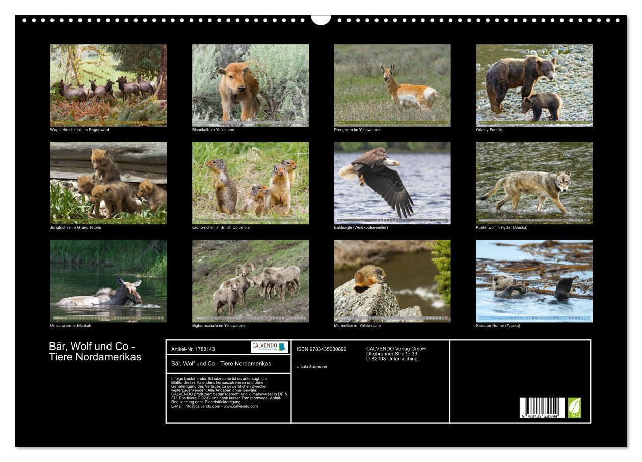 Bild: 9783435630899 | Bär, Wolf und Co - Tiere Nordamerikas (Wandkalender 2025 DIN A2...