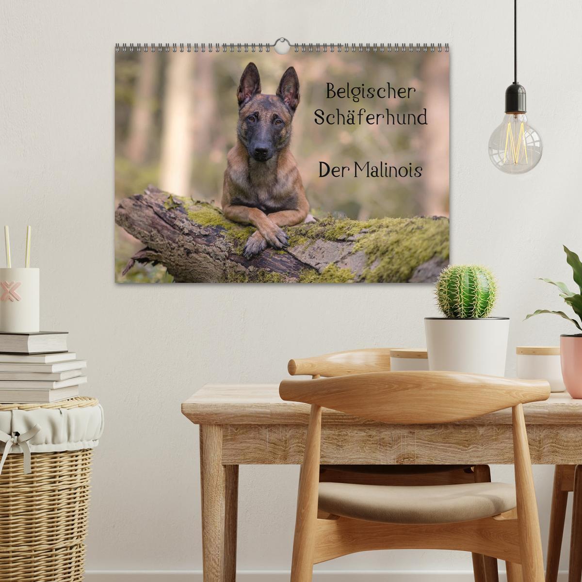 Bild: 9783435643127 | Belgischer Schäferhund - Der Malinois (Wandkalender 2025 DIN A3...