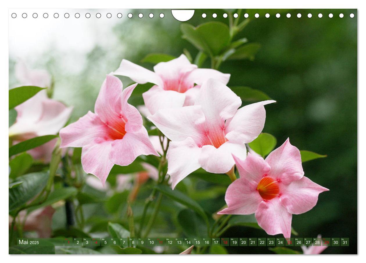 Bild: 9783435173181 | Beschwingte Blumenwelt (Wandkalender 2025 DIN A4 quer), CALVENDO...