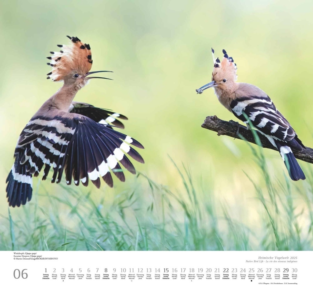 Bild: 4250809653525 | Heimische Vogelwelt 2025 - DUMONT Wandkalender - mit den...