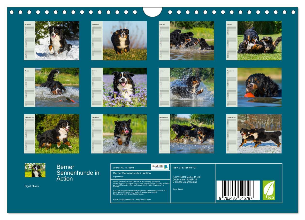 Bild: 9783435545797 | Berner Sennenhunde in Action (Wandkalender 2025 DIN A4 quer),...