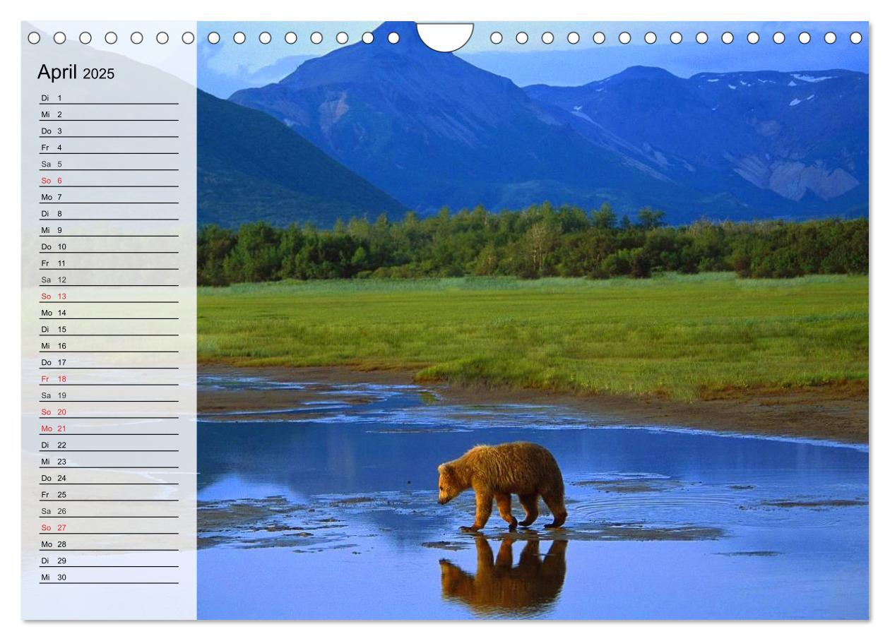 Bild: 9783435523610 | Alaska - Weites Land (Wandkalender 2025 DIN A4 quer), CALVENDO...