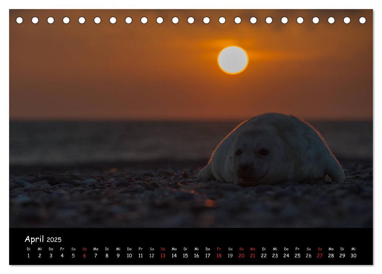 Bild: 9783435712014 | Robben auf Helgoland 2025 (Tischkalender 2025 DIN A5 quer),...