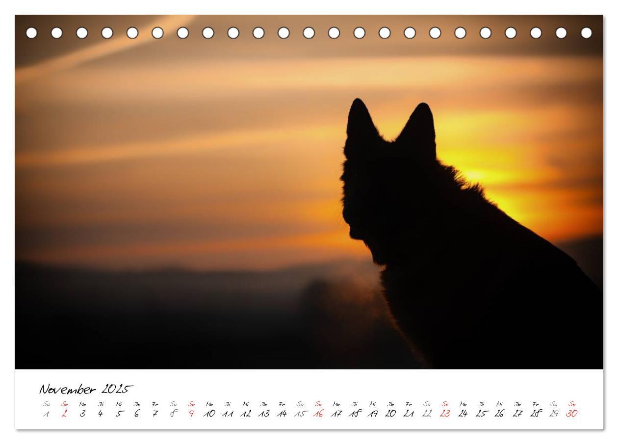 Bild: 9783435686360 | Deutsche Schäferhunde - Traumhunde (Tischkalender 2025 DIN A5...