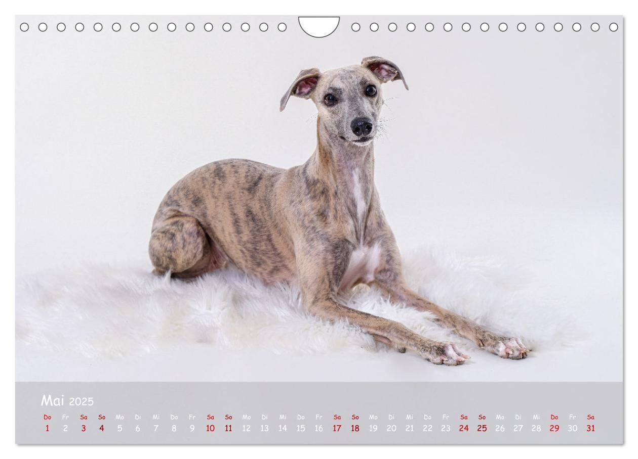 Bild: 9783383857133 | Whippets - Seelenhunde fürs Leben (Wandkalender 2025 DIN A4 quer),...