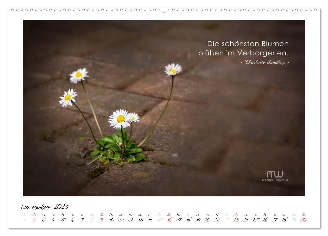 Bild: 9783435655908 | Gedanken... Bildkalender mit Sprüchen (hochwertiger Premium...