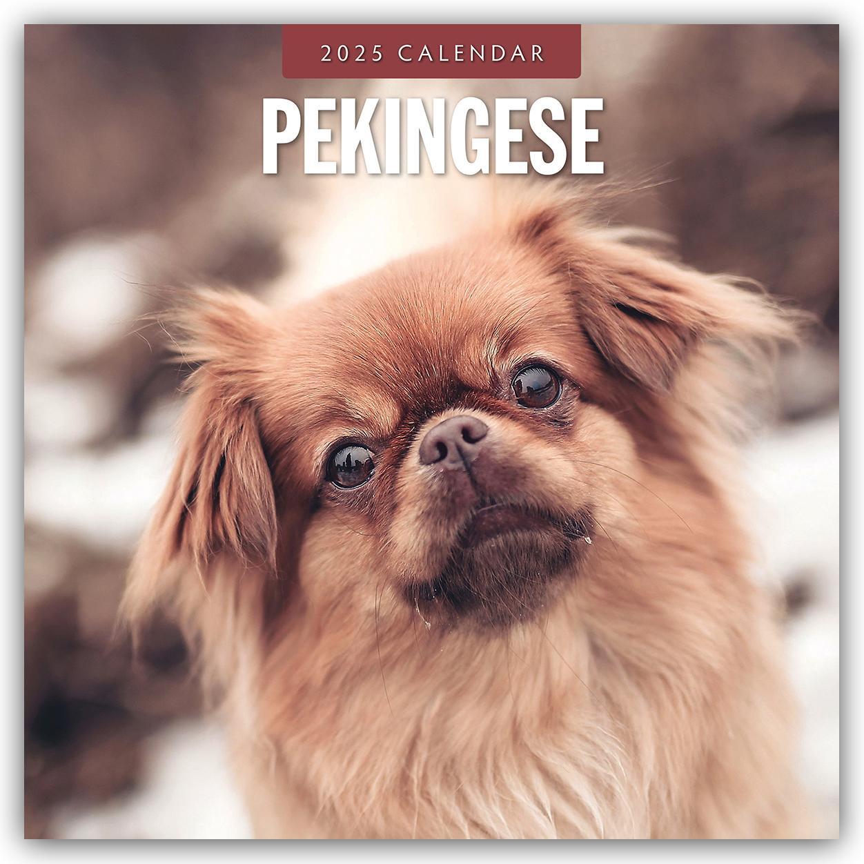 Cover: 9781804424940 | Pekingese - Pekinese - Peking Palasthund 2025 - 16-Monatskalender