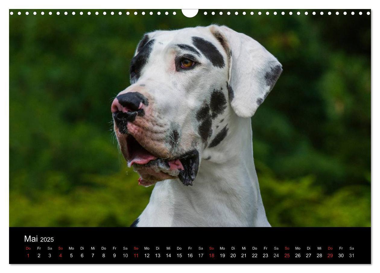 Bild: 9783435761890 | Deutsche Dogge 2025 (Wandkalender 2025 DIN A3 quer), CALVENDO...