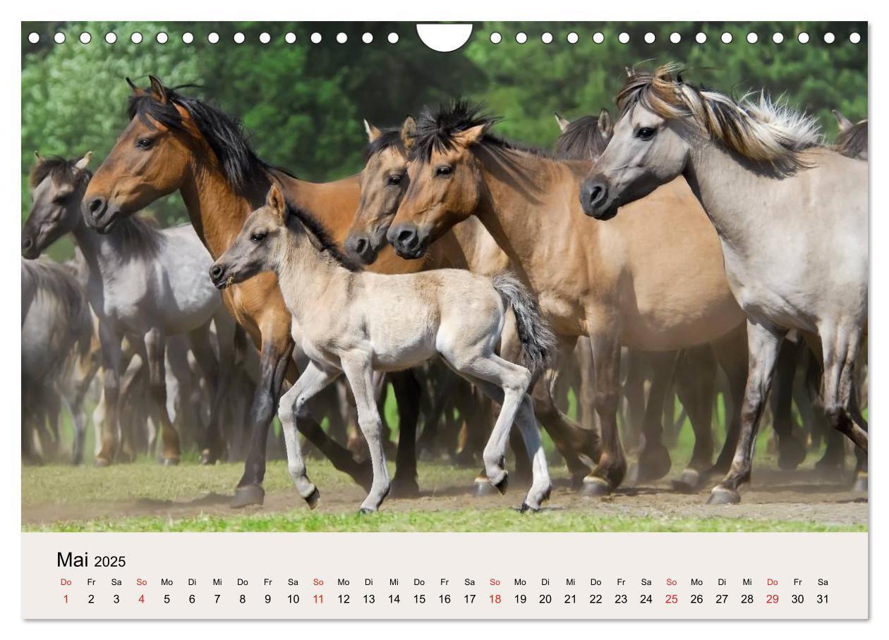 Bild: 9783435824762 | Dülmener Wildpferde (Wandkalender 2025 DIN A4 quer), CALVENDO...