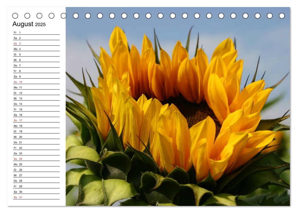 Bild: 9783435537150 | Sonnenblumen Impressionen (Tischkalender 2025 DIN A5 quer),...