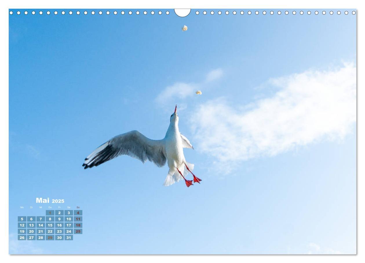 Bild: 9783435177493 | Möwen frech und witzig (Wandkalender 2025 DIN A3 quer), CALVENDO...