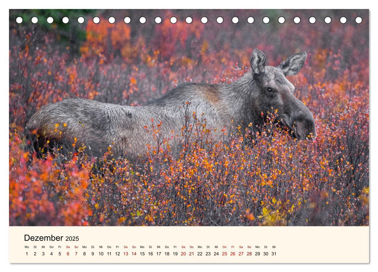 Bild: 9783435129089 | Der Elch - König des Nordens (Tischkalender 2025 DIN A5 quer),...