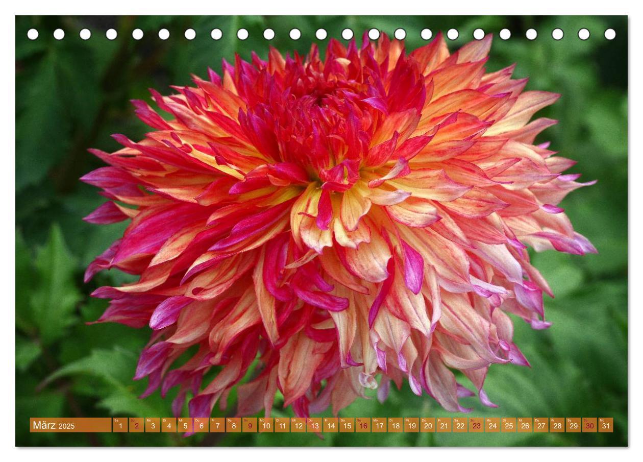 Bild: 9783435741120 | Flower Power - Zauberhafte Kübelpflanzen (Tischkalender 2025 DIN A5...