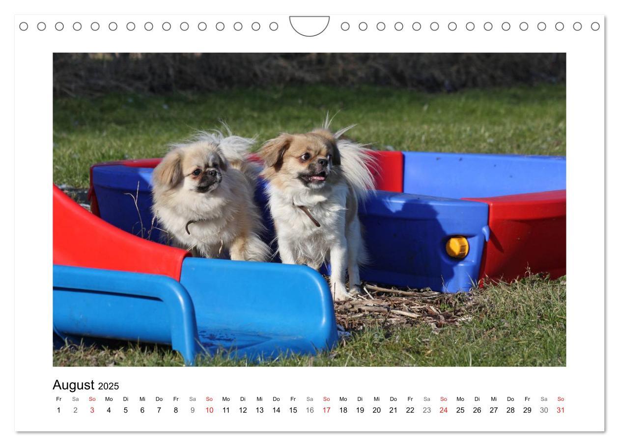 Bild: 9783435681570 | Tibet-Spaniel (Wandkalender 2025 DIN A4 quer), CALVENDO Monatskalender