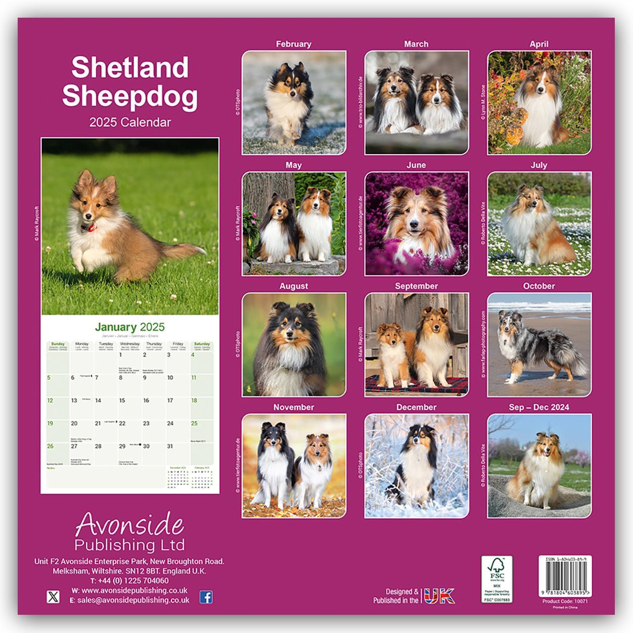 Rückseite: 9781804603895 | Shetland Sheepdog - Shelties 2025 - 16-Monatskalender | Ltd | Kalender