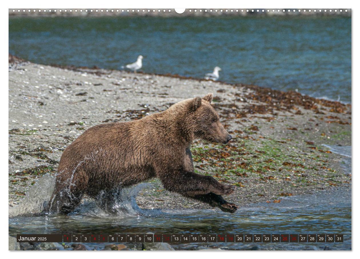 Bild: 9783435187218 | Grizzlybären im Katmai Nationalpark Alaska (Wandkalender 2025 DIN...