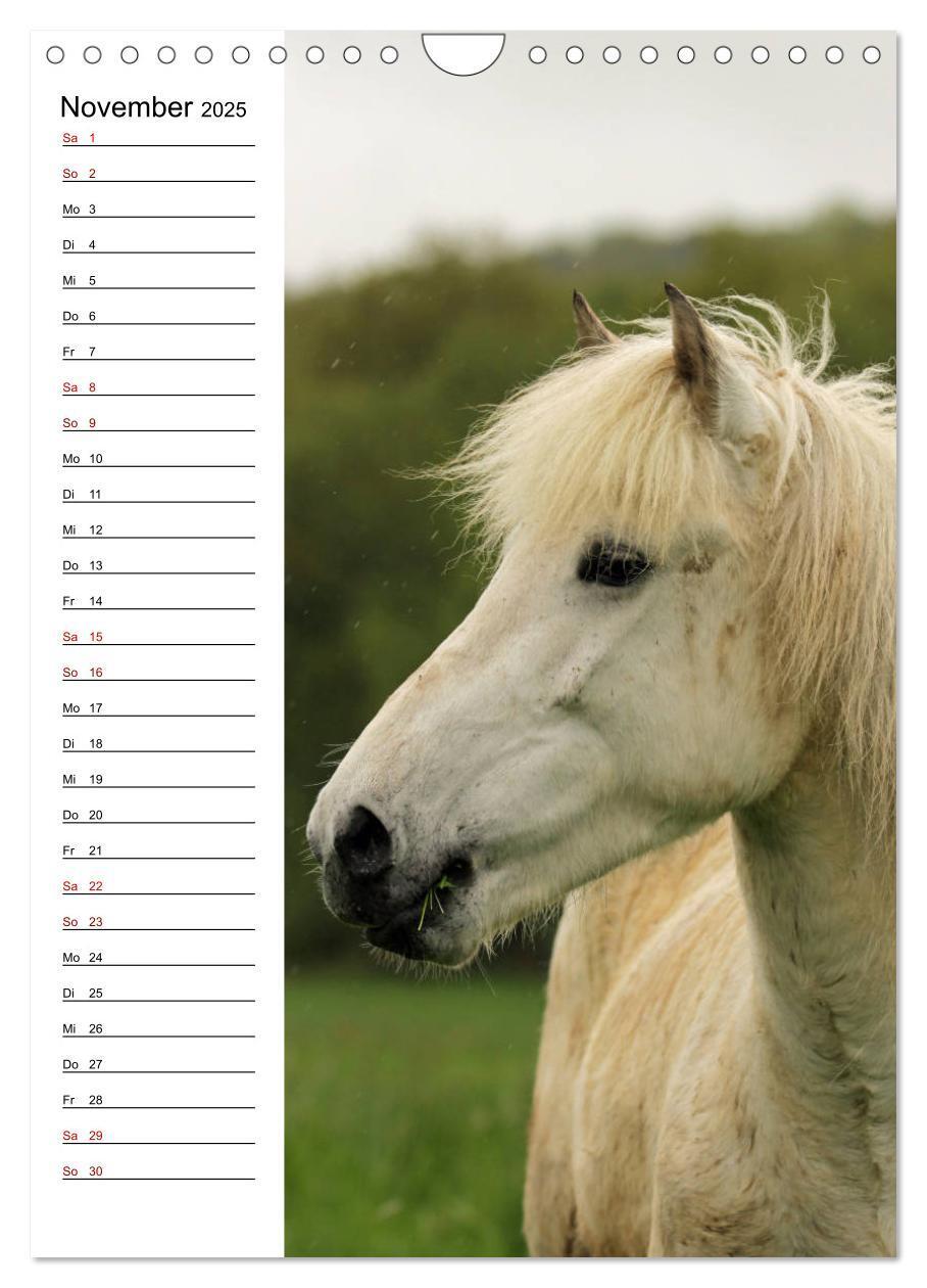 Bild: 9783435974733 | Isländer im Portrait (Wandkalender 2025 DIN A4 hoch), CALVENDO...