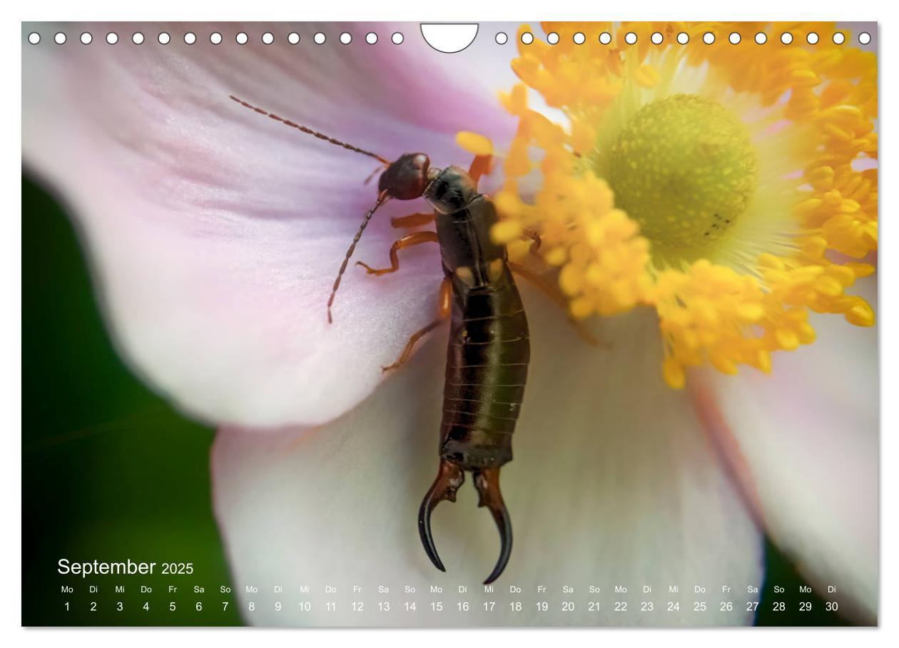 Bild: 9783435457717 | Eine Safari im Garten (Wandkalender 2025 DIN A4 quer), CALVENDO...