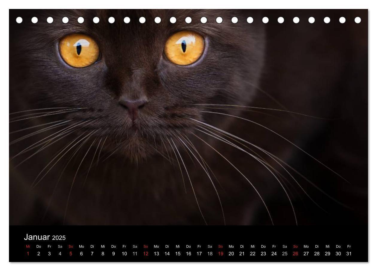 Bild: 9783435478453 | Schokoladige Britisch Kurzhaar Katzen (Tischkalender 2025 DIN A5...