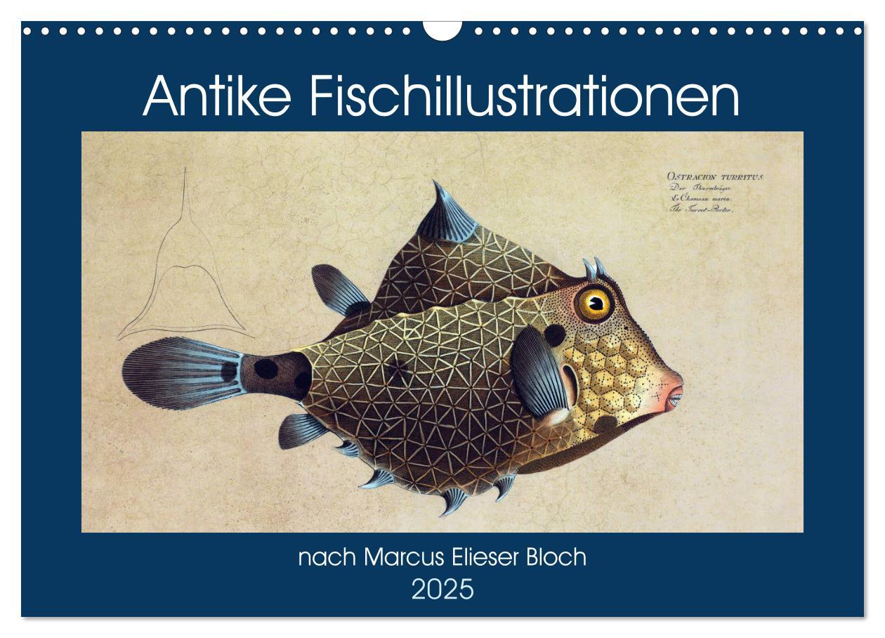 Cover: 9783435124909 | Antike Fischillustrationen nach Marcus Elieser Bloch (Wandkalender...