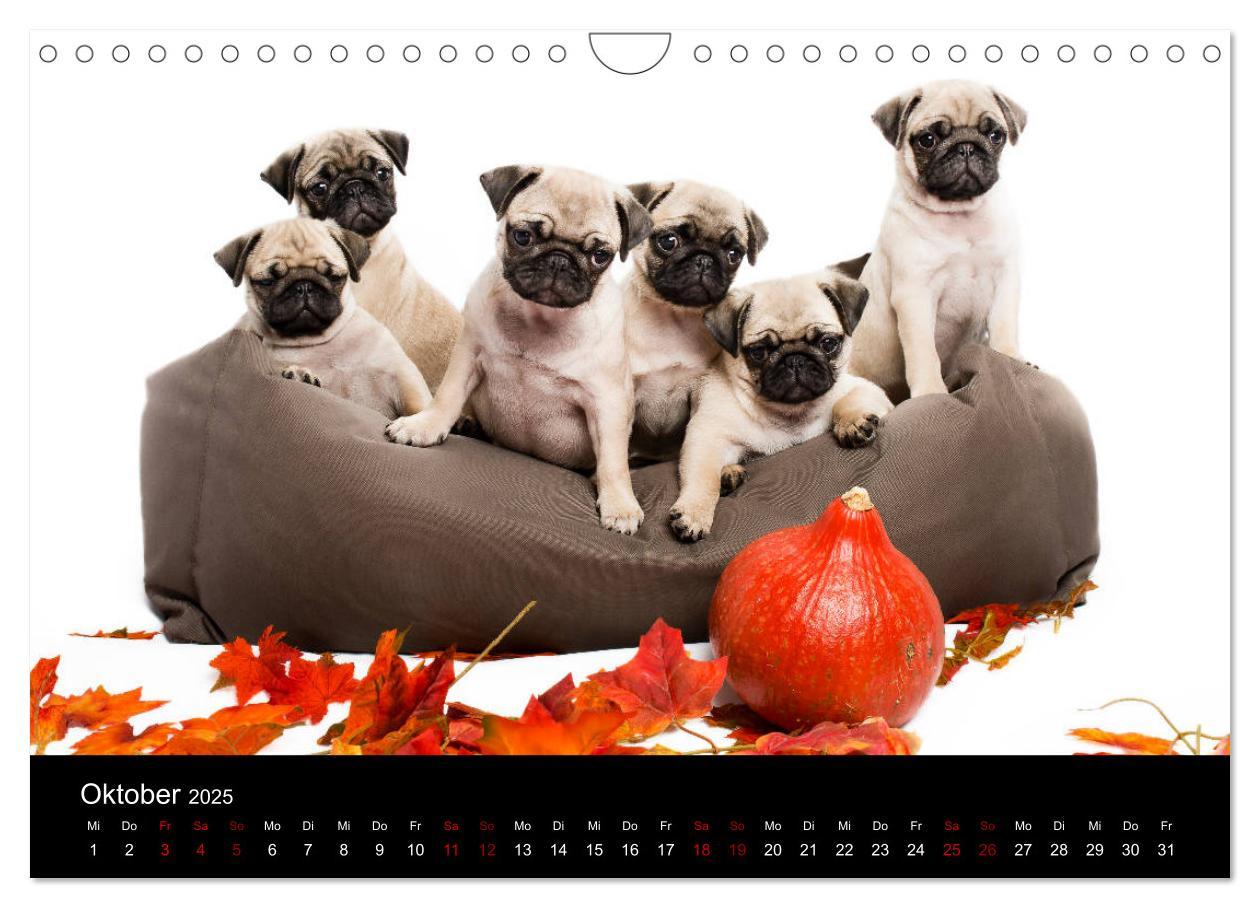 Bild: 9783435418428 | MÖPSE - tierische Momente im Fotostudio (Wandkalender 2025 DIN A4...