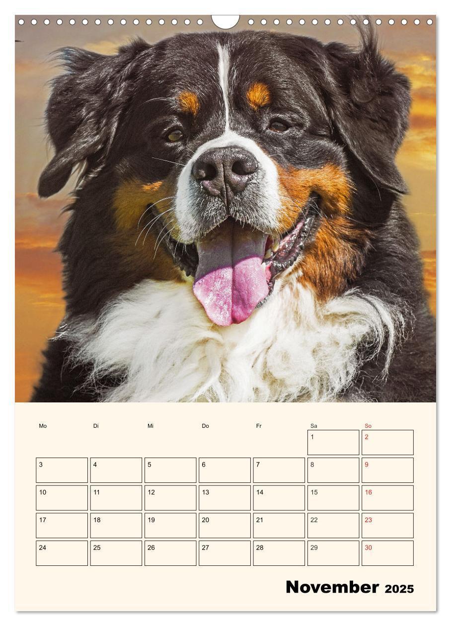 Bild: 9783435937974 | Traumhaft schön - Der Berner Sennenhund (Wandkalender 2025 DIN A3...