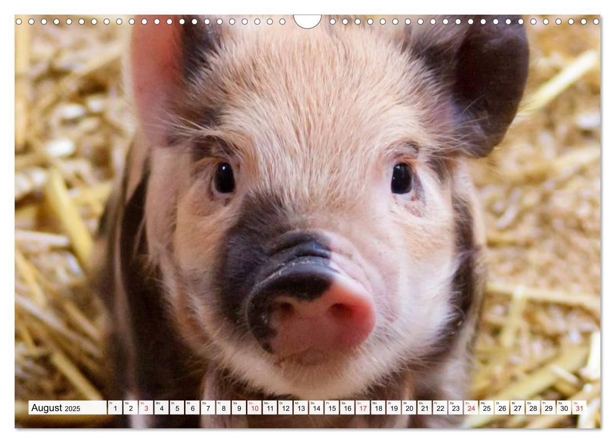 Bild: 9783435601936 | Von Säuen die Schwein haben! (Wandkalender 2025 DIN A3 quer),...