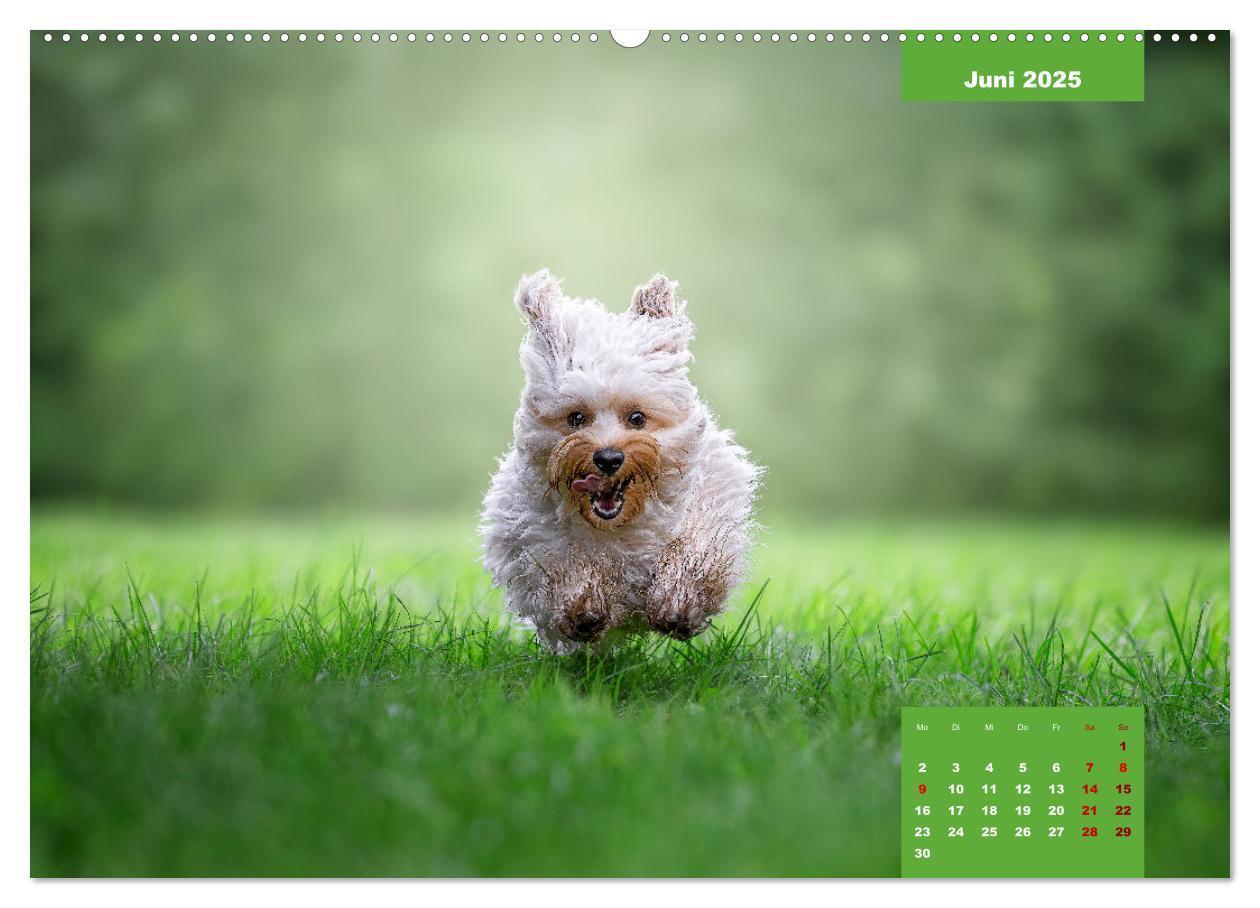 Bild: 9783435027781 | Rocket der Havaneser (hochwertiger Premium Wandkalender 2025 DIN A2...