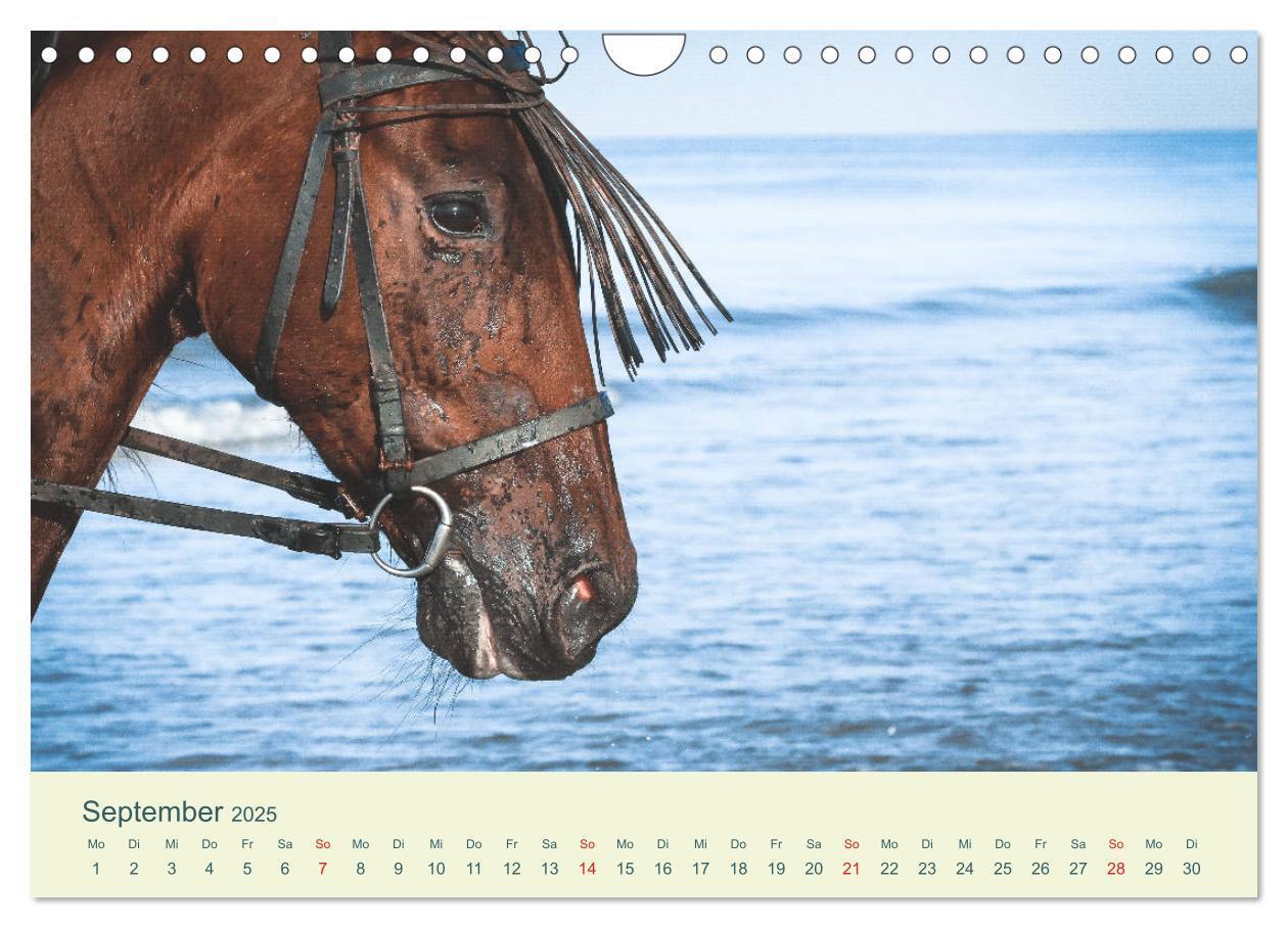 Bild: 9783435216062 | PFERDE &amp; MEER (Wandkalender 2025 DIN A4 quer), CALVENDO Monatskalender