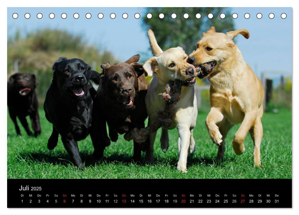 Bild: 9783435760510 | Labrador Retriever 2025 (Tischkalender 2025 DIN A5 quer), CALVENDO...