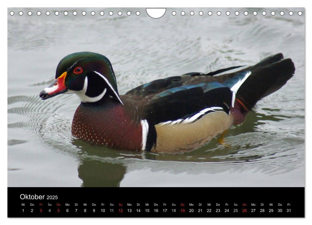 Bild: 9783435840779 | Das Leben der Enten (Wandkalender 2025 DIN A4 quer), CALVENDO...