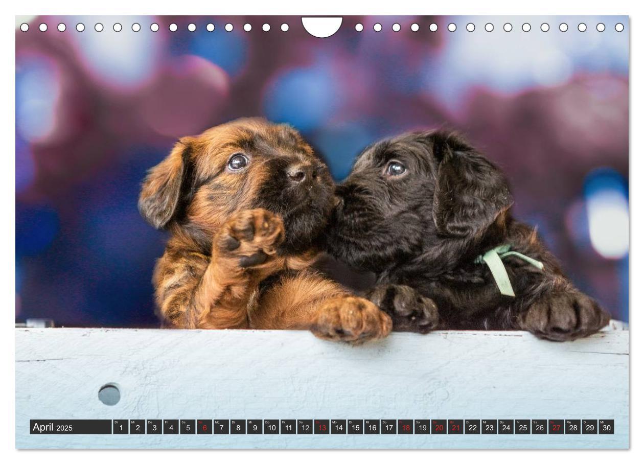 Bild: 9783435463350 | Briard-Welpen - Knuddelbären zum Verlieben (Wandkalender 2025 DIN...