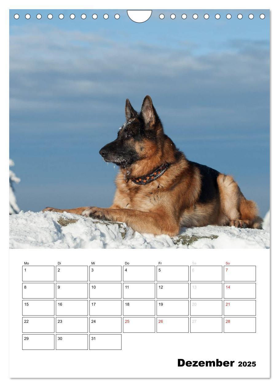 Bild: 9783457026731 | Deutsche Schäferhunde - Seelentröster auf vier Pfoten (Wandkalender...