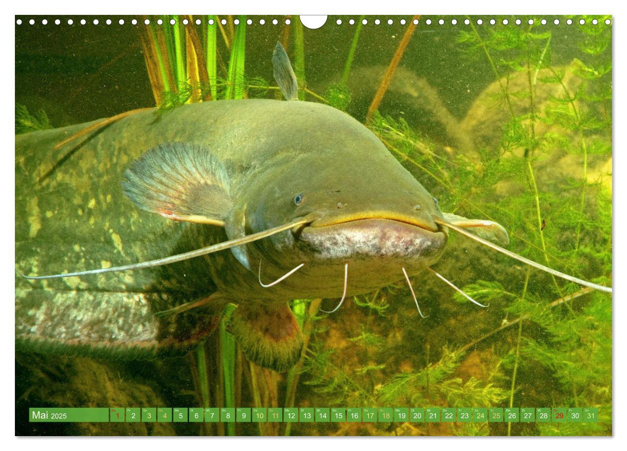 Bild: 9783383889219 | Fische in Teichen und Flüssen (Wandkalender 2025 DIN A3 quer),...