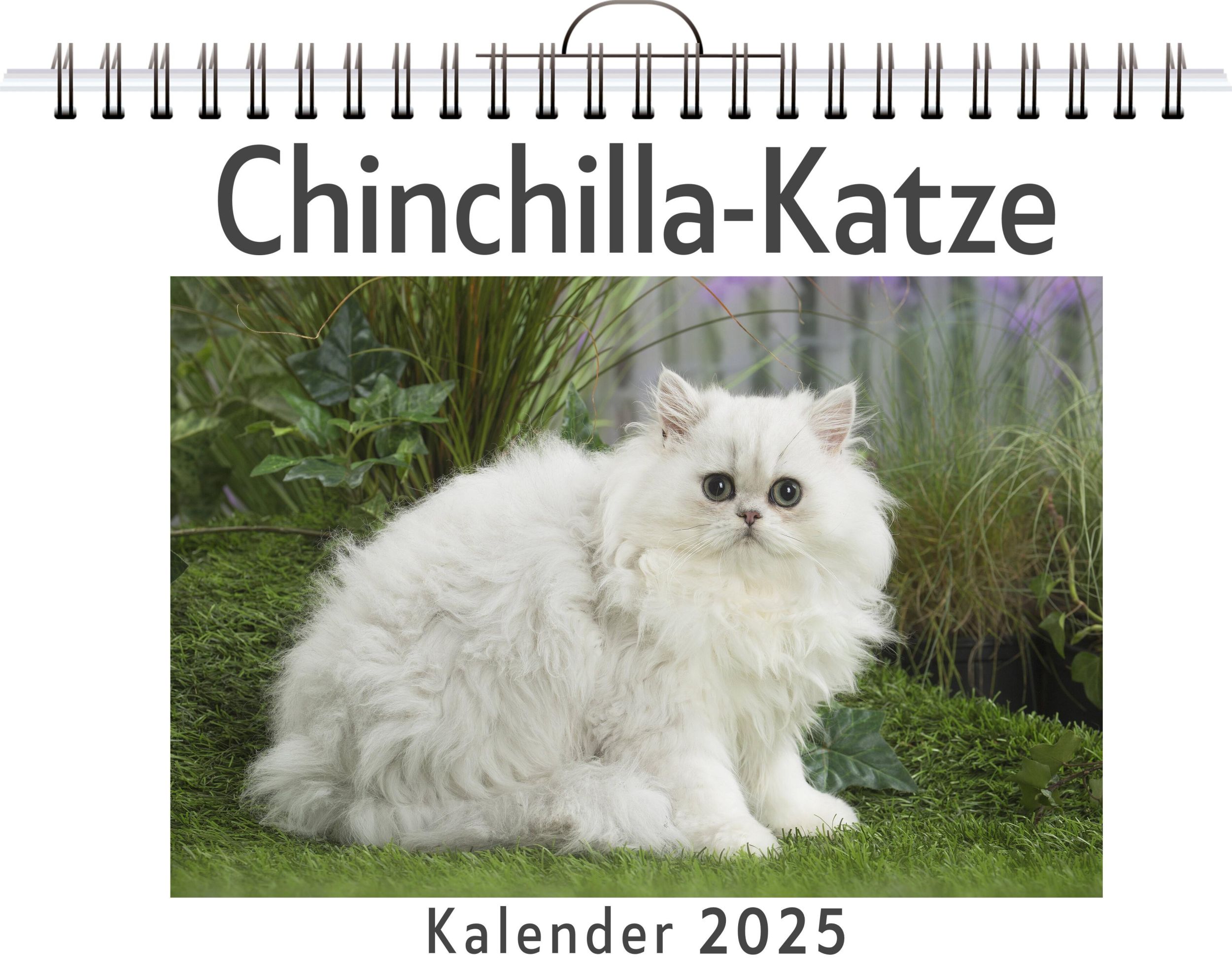 Cover: 9783759132536 | Chinchilla-Katze | Marie Neumann | Kalender | Kalender | 14 S.