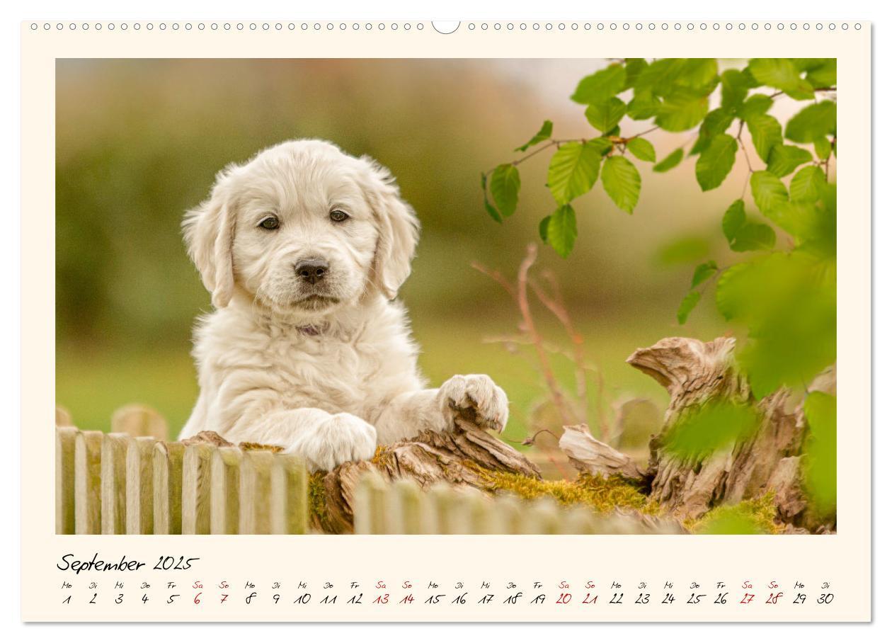 Bild: 9783383828355 | Golden Retriever... Herzenshunde (Wandkalender 2025 DIN A2 quer),...