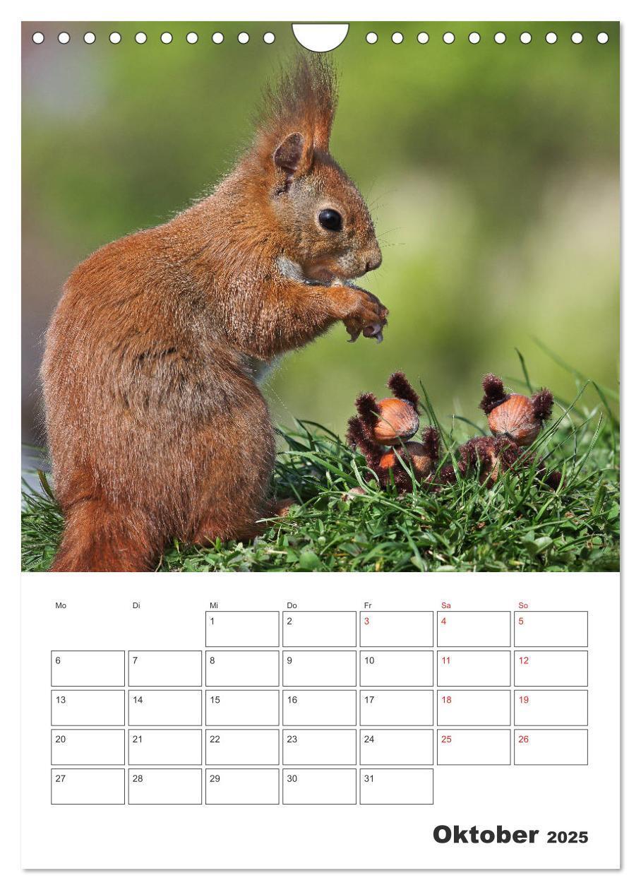 Bild: 9783435956517 | Eichhörnchen Luna (Wandkalender 2025 DIN A4 hoch), CALVENDO...