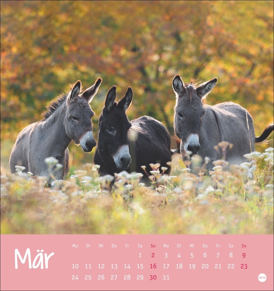 Bild: 9783756407149 | Esel Postkartenkalender 2025 - Von wegen sturer Esel | Kalender | 2025