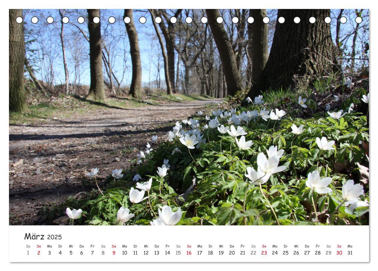 Bild: 9783435077489 | Zauberhaftes Ammerland (Tischkalender 2025 DIN A5 quer), CALVENDO...