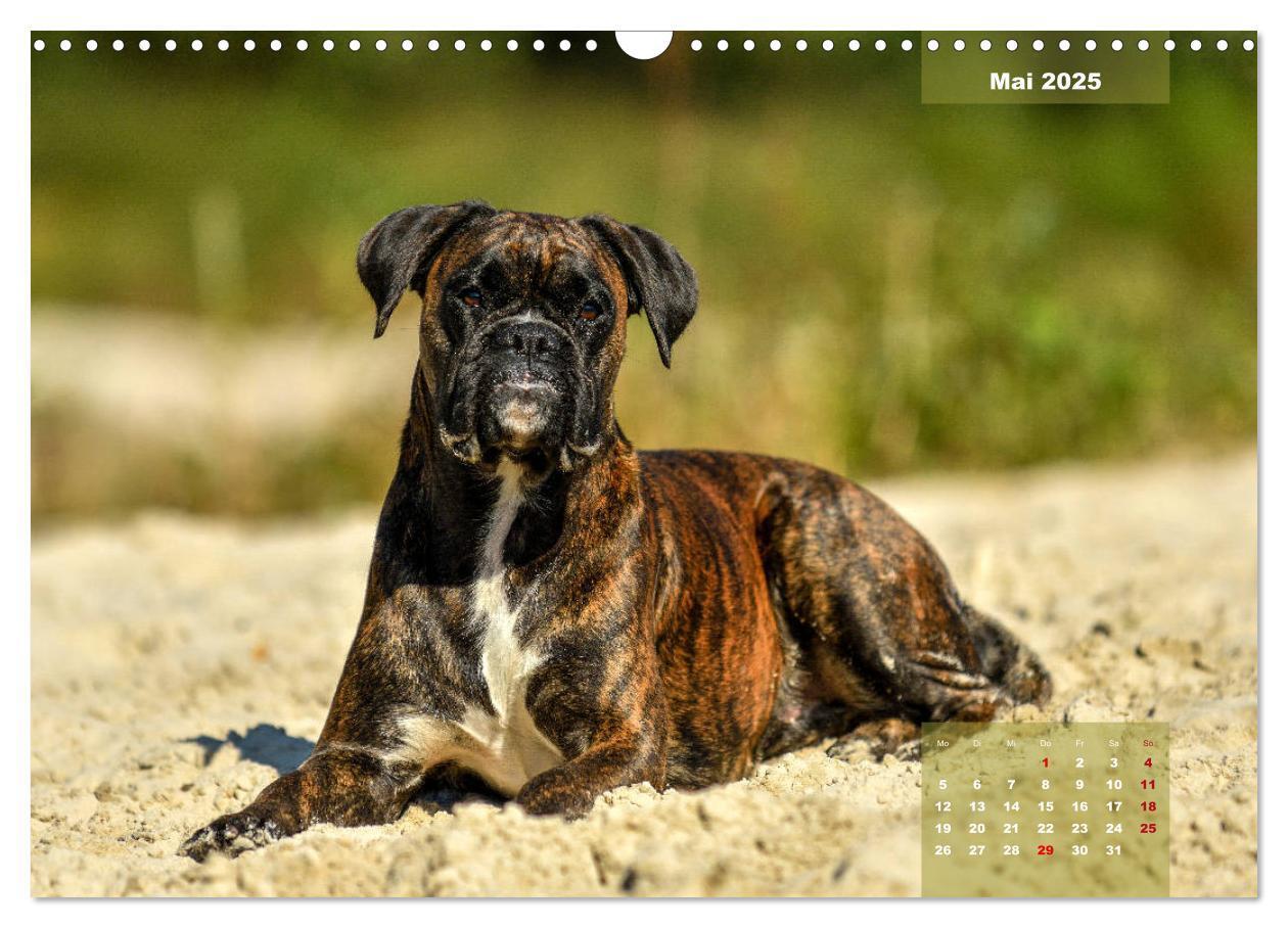 Bild: 9783435179558 | Einmal Boxer - immer Boxer (Wandkalender 2025 DIN A3 quer),...